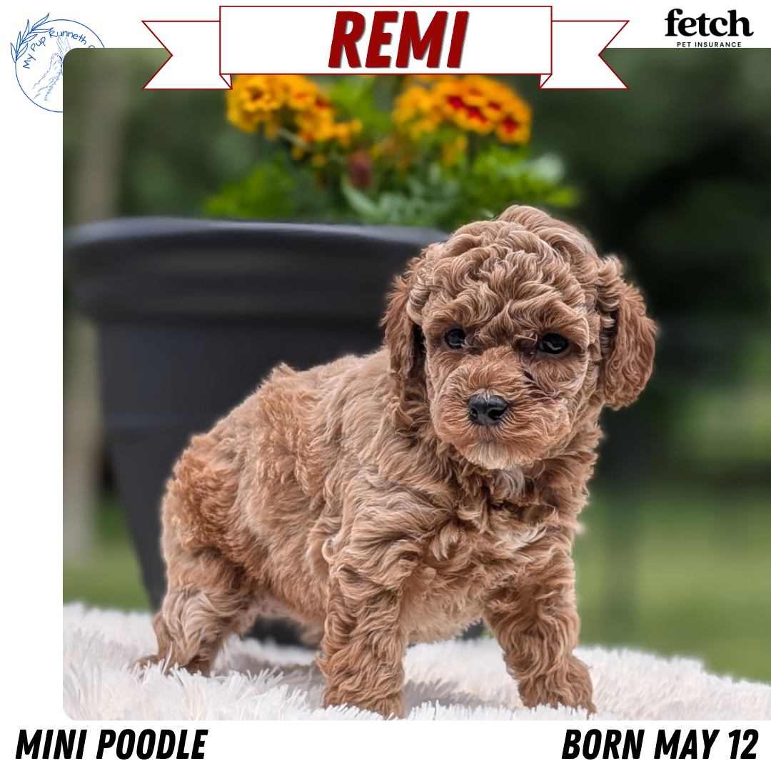 MINI POODLE (MAY 12) FEMALES