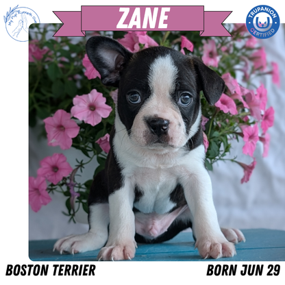 BOSTON TERRIER (06/29) MALE