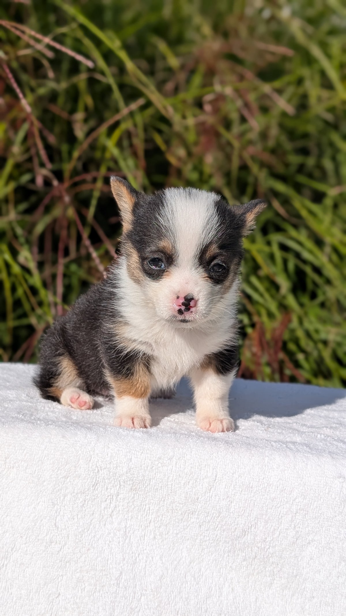 CORGI (AUG 17) 1 FEMALE