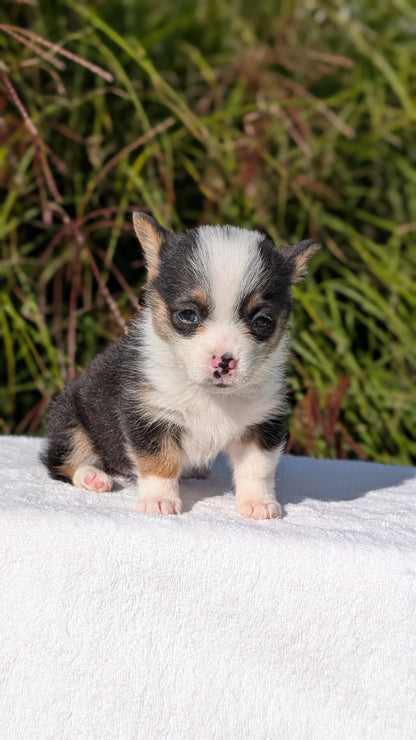 CORGI (AUG 17) 1 FEMALE
