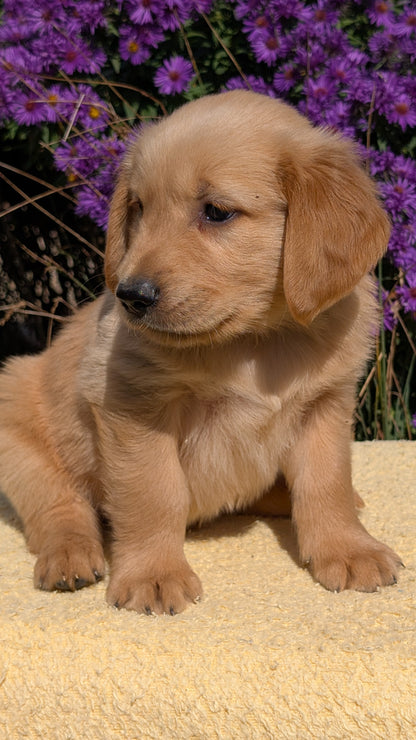 GOLDEN RETRIEVER (08/14) MALE