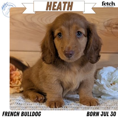 MINI DACHSHUND (JUL 30) 4 MALES/1 FEMALE