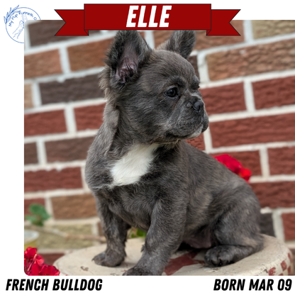 FRENCH BULLDOG (MAR 09) FEMALES