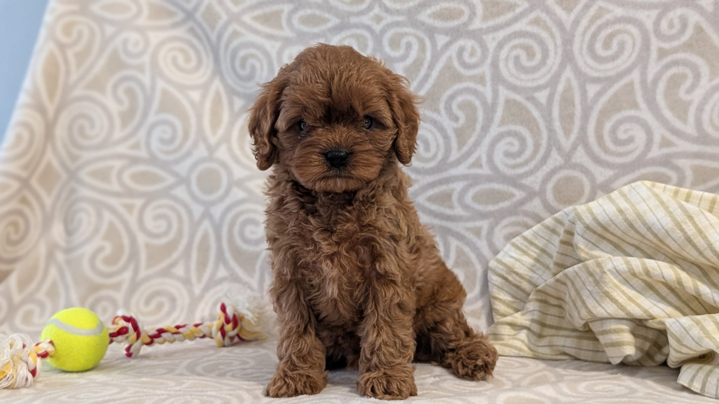 CAVAPOO (FEB 24) MALES