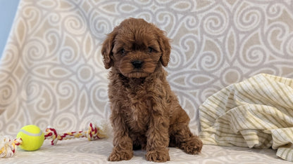 CAVAPOO (FEB 24) MALES