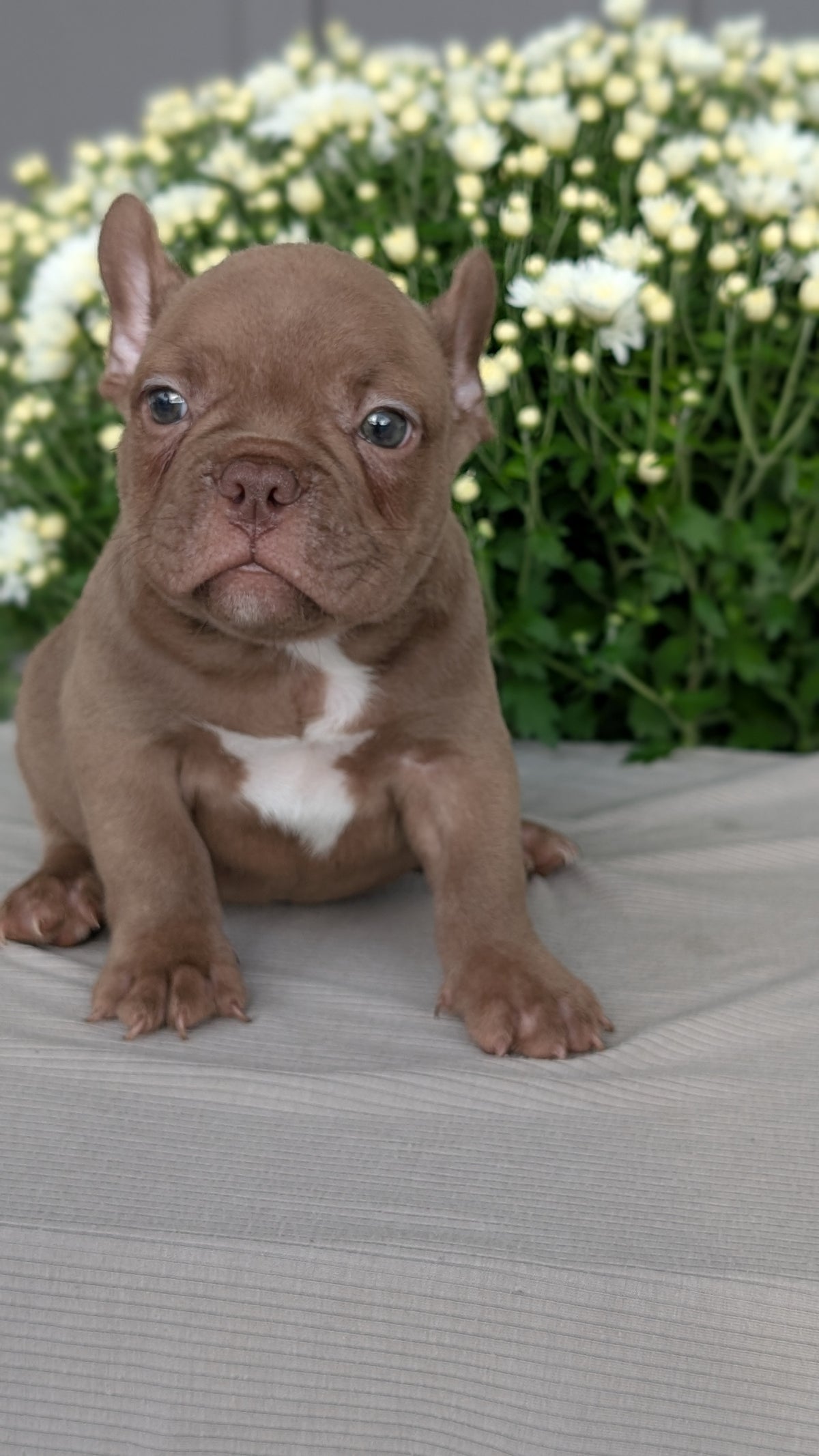 FRENCHTON (JUL 24) 1 FEMALE/1 MALE