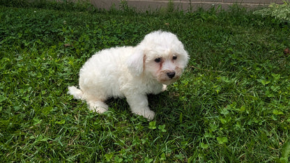 BICHON FRISE (06/19) MALE