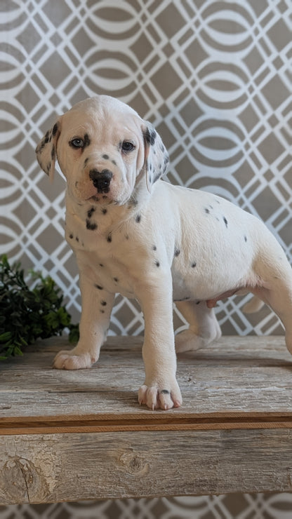 DALMATIAN (FEB 06) MALES