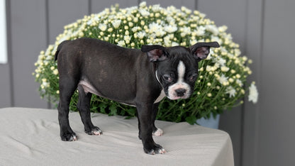 BOSTON TERRIER (JUL 11) 4 FEMALES/4 MALES