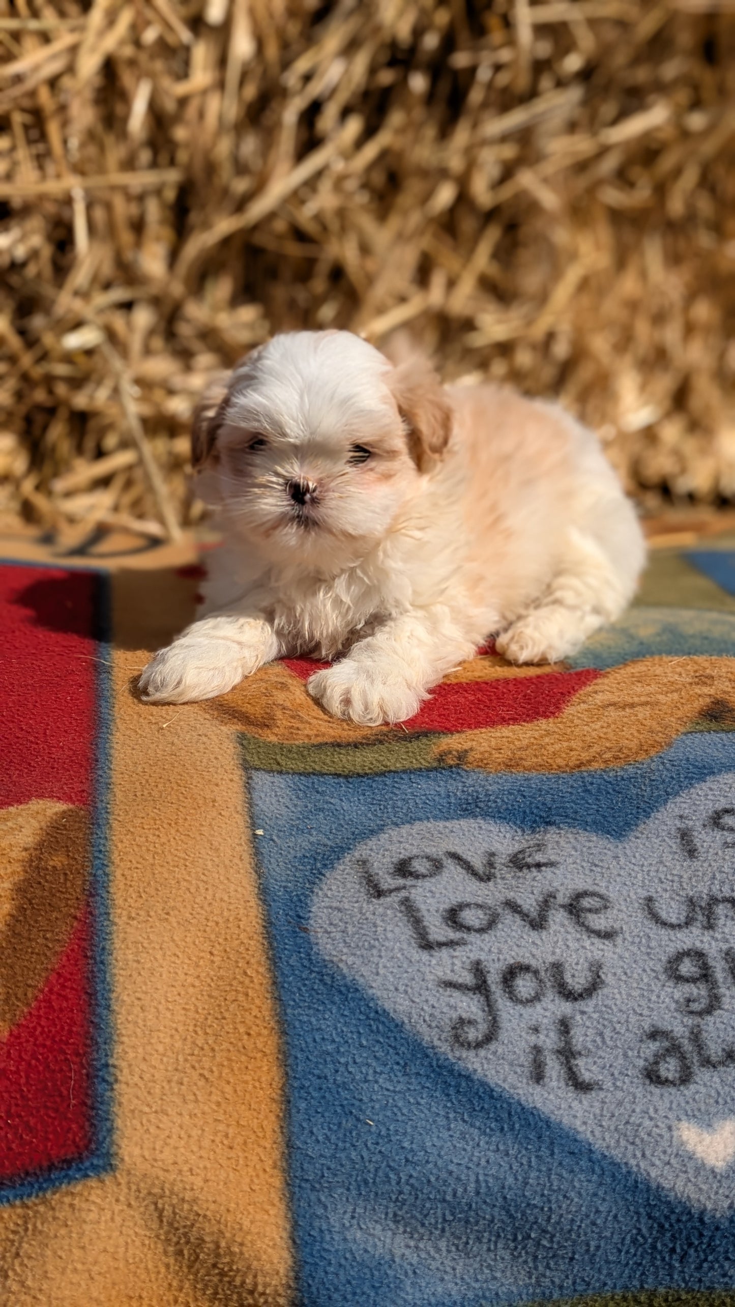 SHIH TZU (02/01) FEMALE