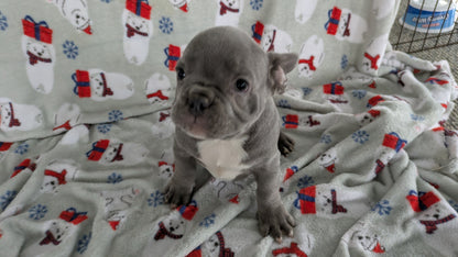 FRENCH BULLDOG (11/07) MALE