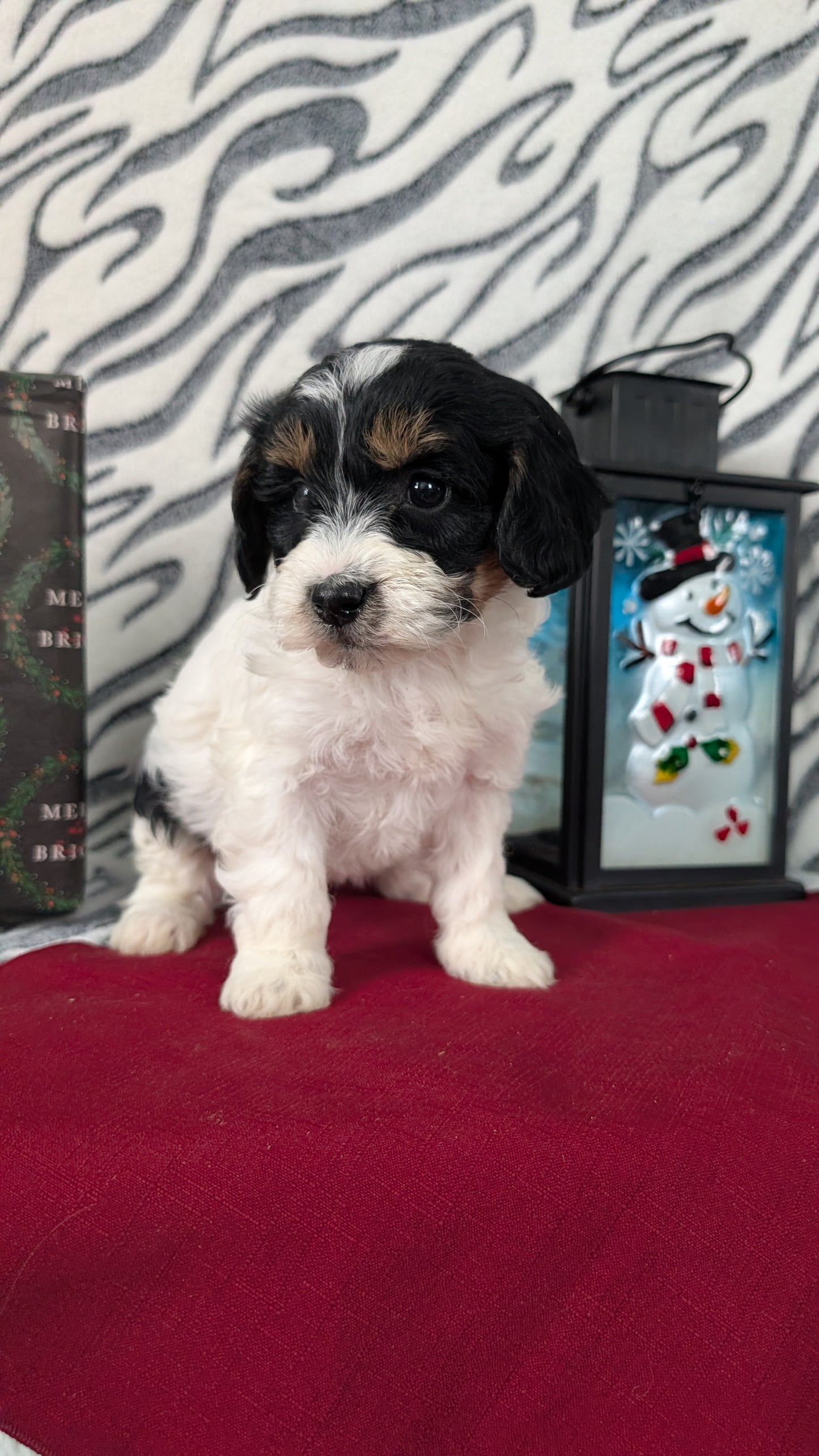 MINI LABRADOODLE (OCT 20) FEMALES