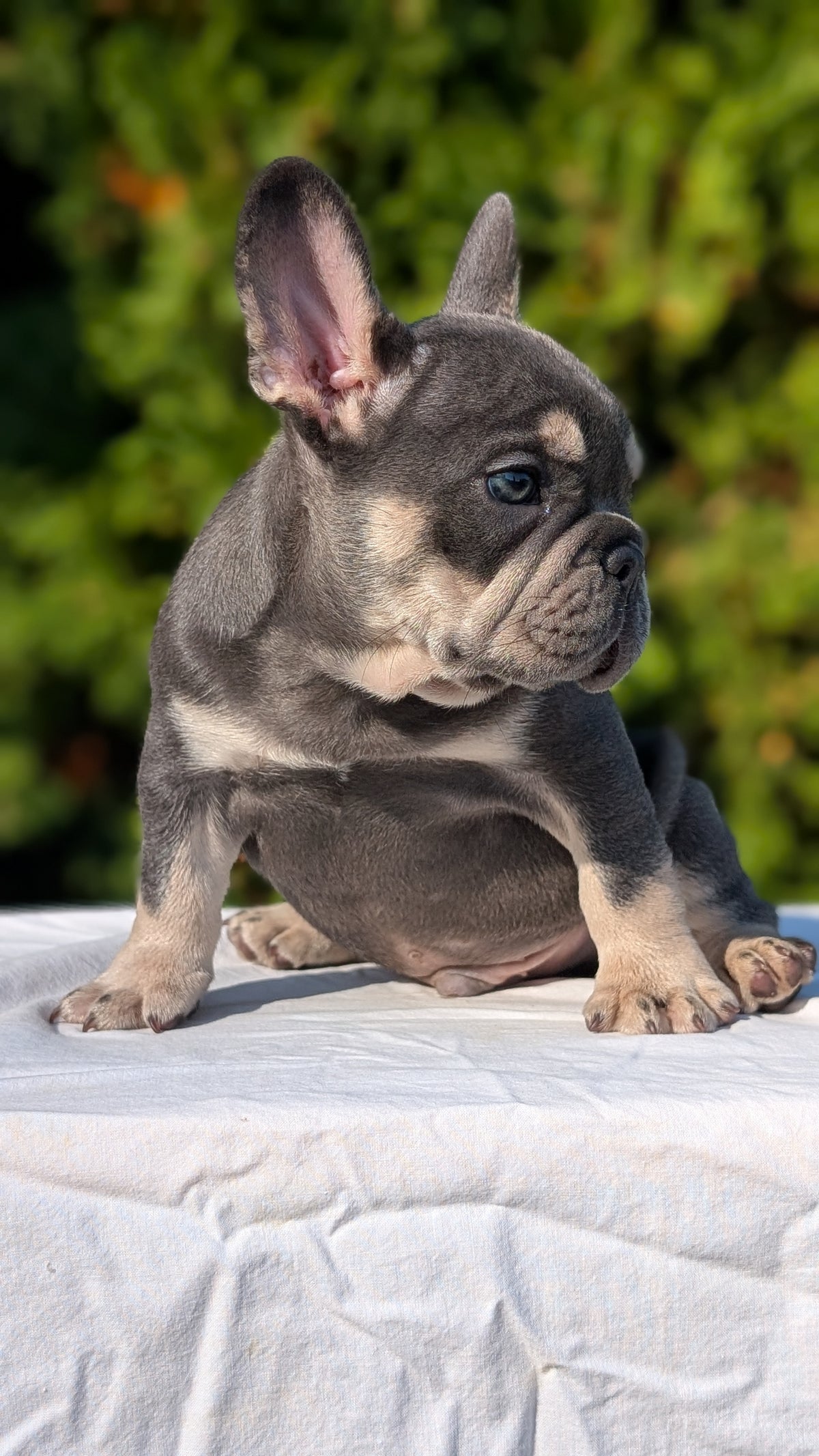 FRENCH BULLDOG (AUG 22) 3 MALES/1 FEMALE
