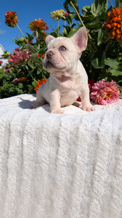 FRENCH BULLDOG (07/08) MALE