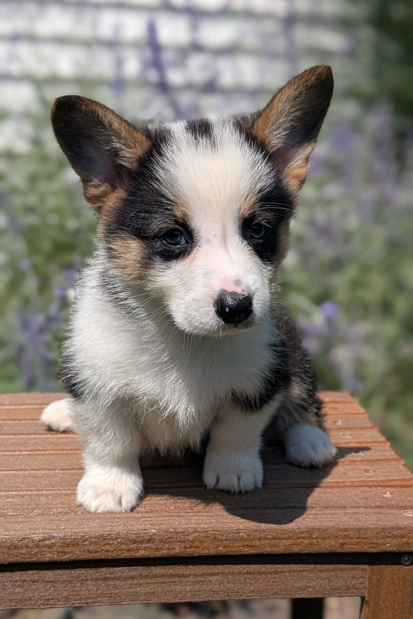 CORGI (JUN 08) MALES