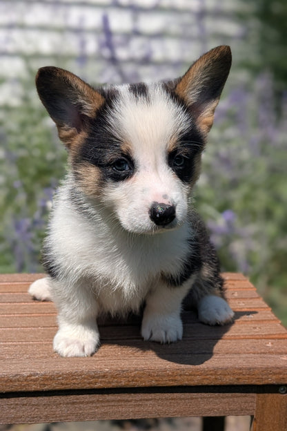 CORGI (JUN 08) MALES