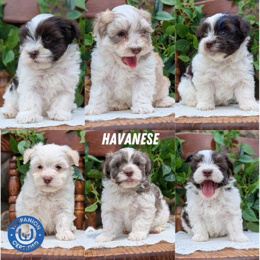 HAVANESE (APR 09) MALES