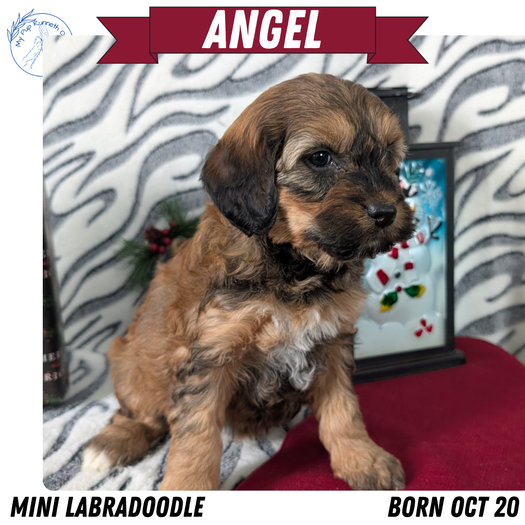 MINI LABRADOODLE (OCT 20) FEMALES