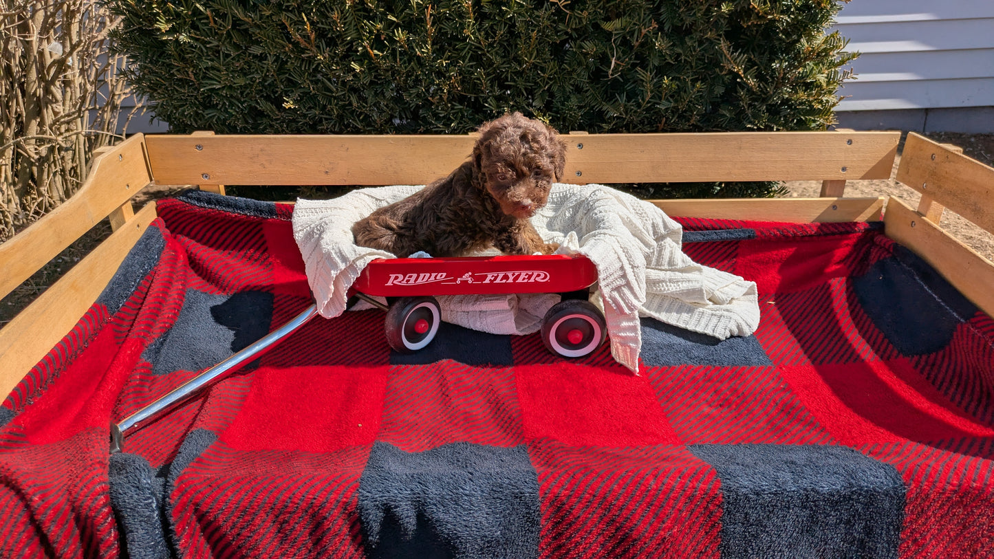 TOY POODLE (01/23) FEMALE