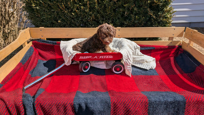 TOY POODLE (01/23) FEMALE