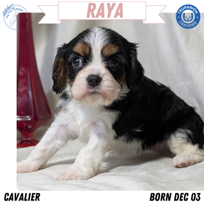 CAVALIER (DEC 03) FEMALES