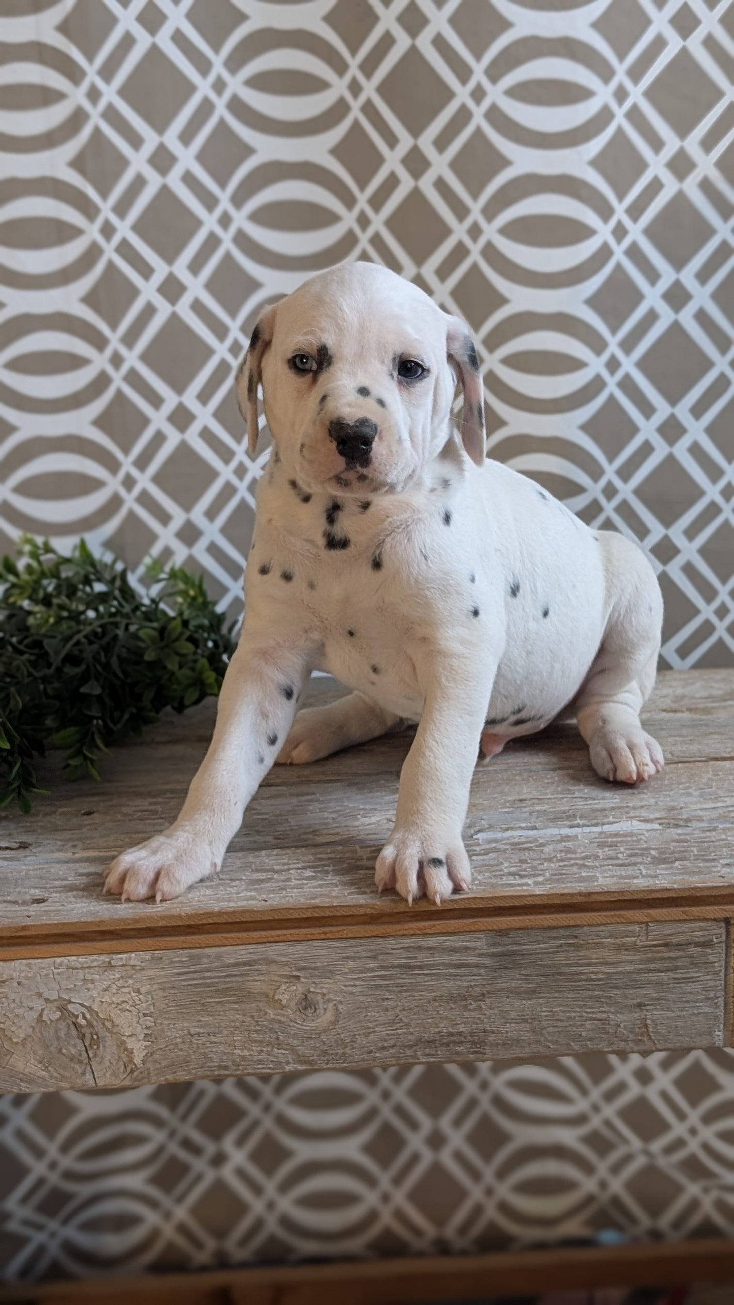 DALMATIAN (FEB 06) MALES