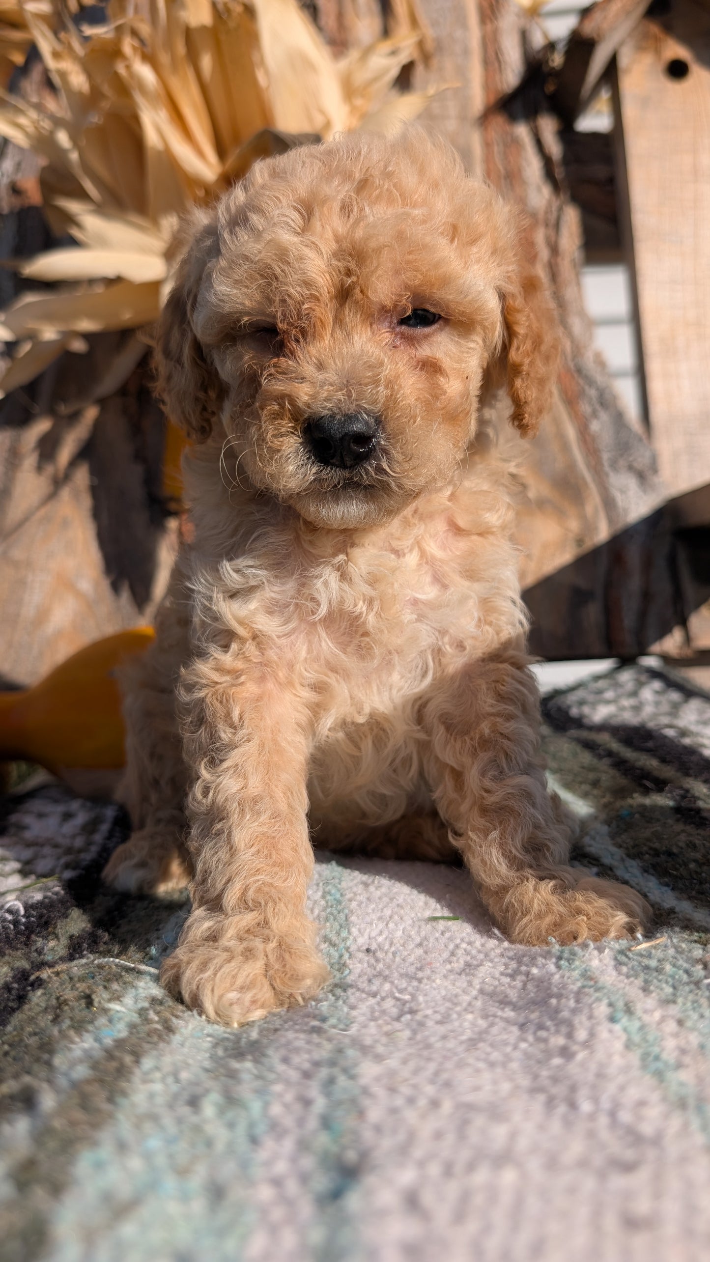 CAVAPOO (OCT 02) MALES