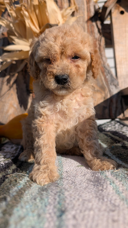 CAVAPOO (OCT 02) MALES