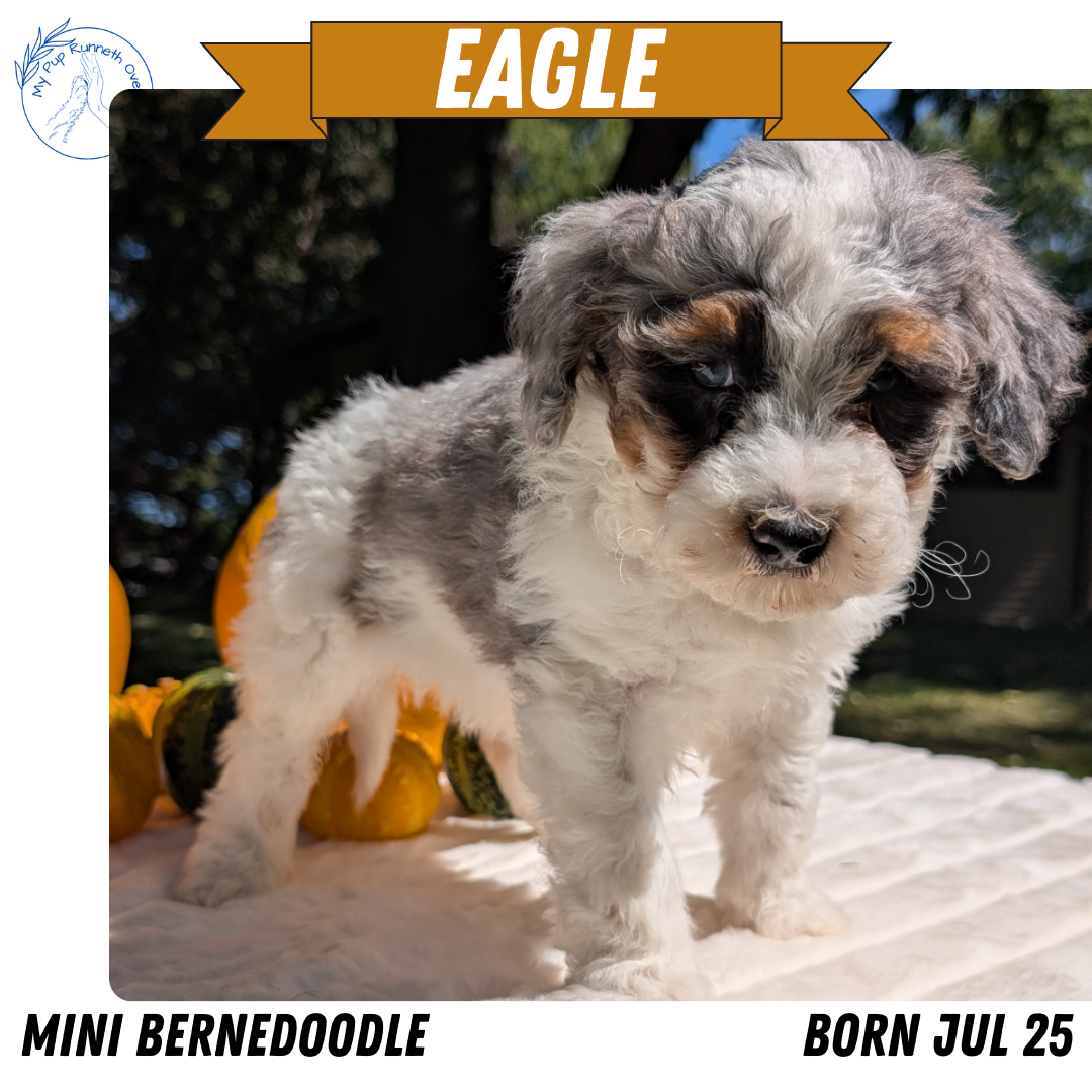 MINI BERNEDOODLE (07/25) MALE