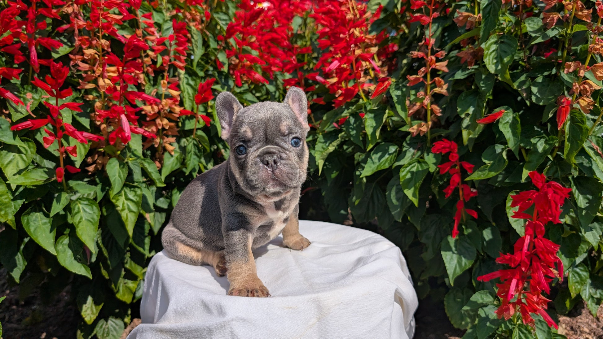 FRENCH BULLDOG (06/27) MALE – My Pup Runneth Over