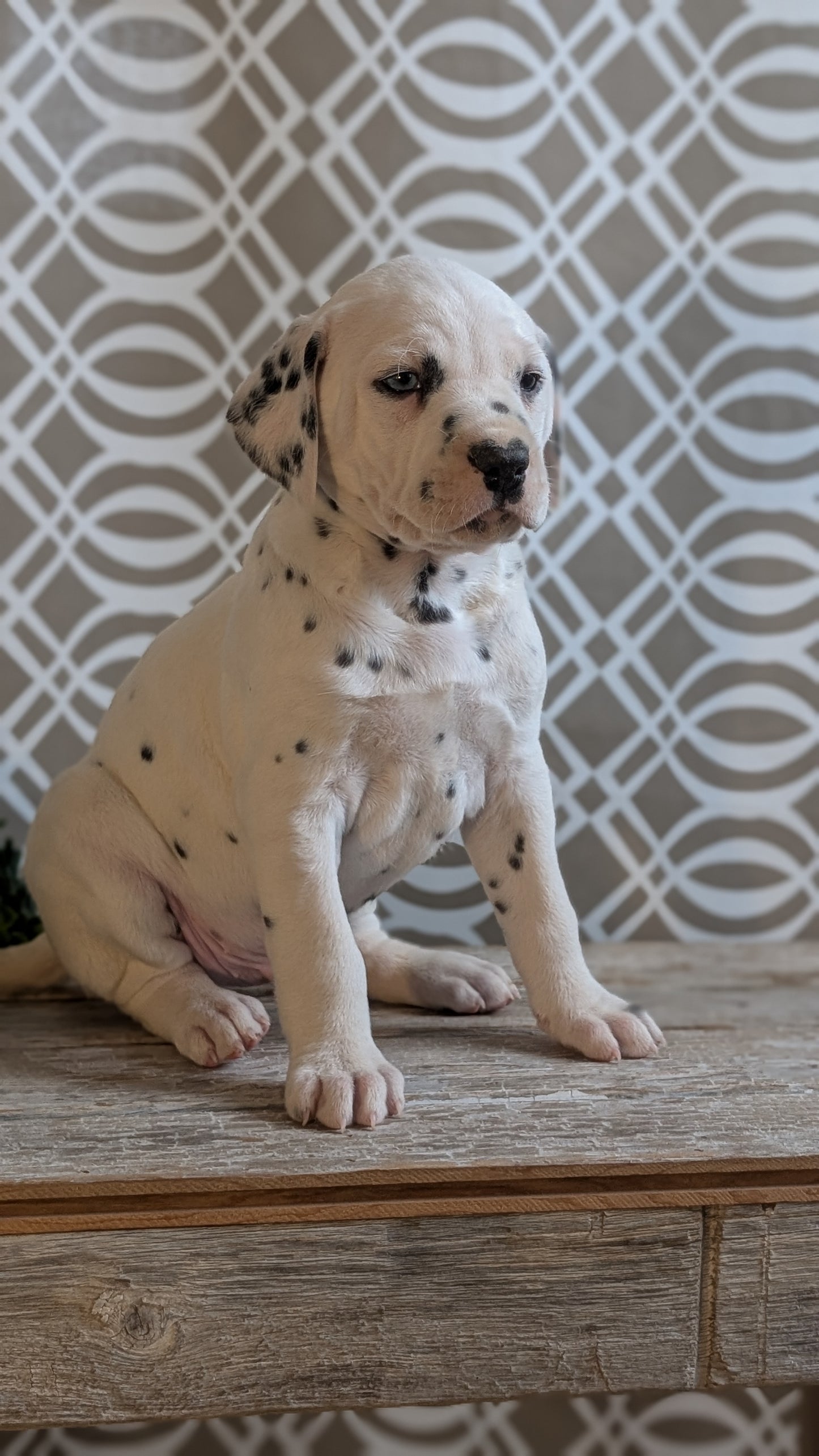 DALMATIAN (FEB 06) MALES
