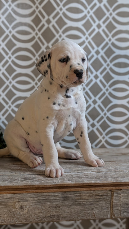 DALMATIAN (FEB 06) MALES