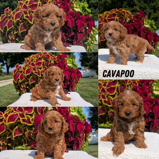CAVAPOO (07/06) MALE