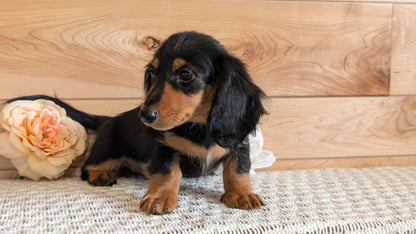 MINI DACHSHUNDS (JUL 05) 2 MALES/2 FEMALES