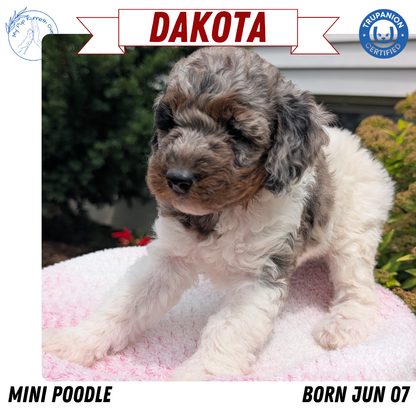 MINI POODLE (06/07) FEMALE