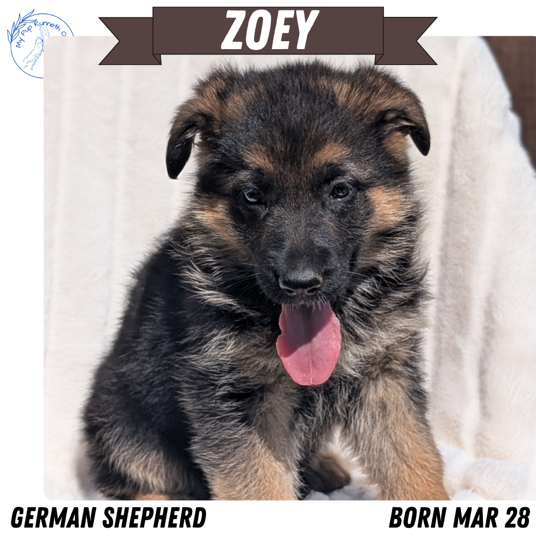 GERMAN SHEPHERD (MAR 28) FEMALE