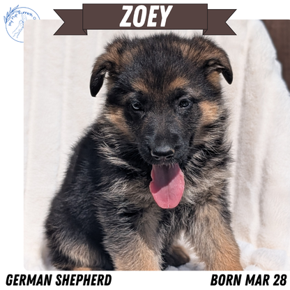 GERMAN SHEPHERD (MAR 28) FEMALE