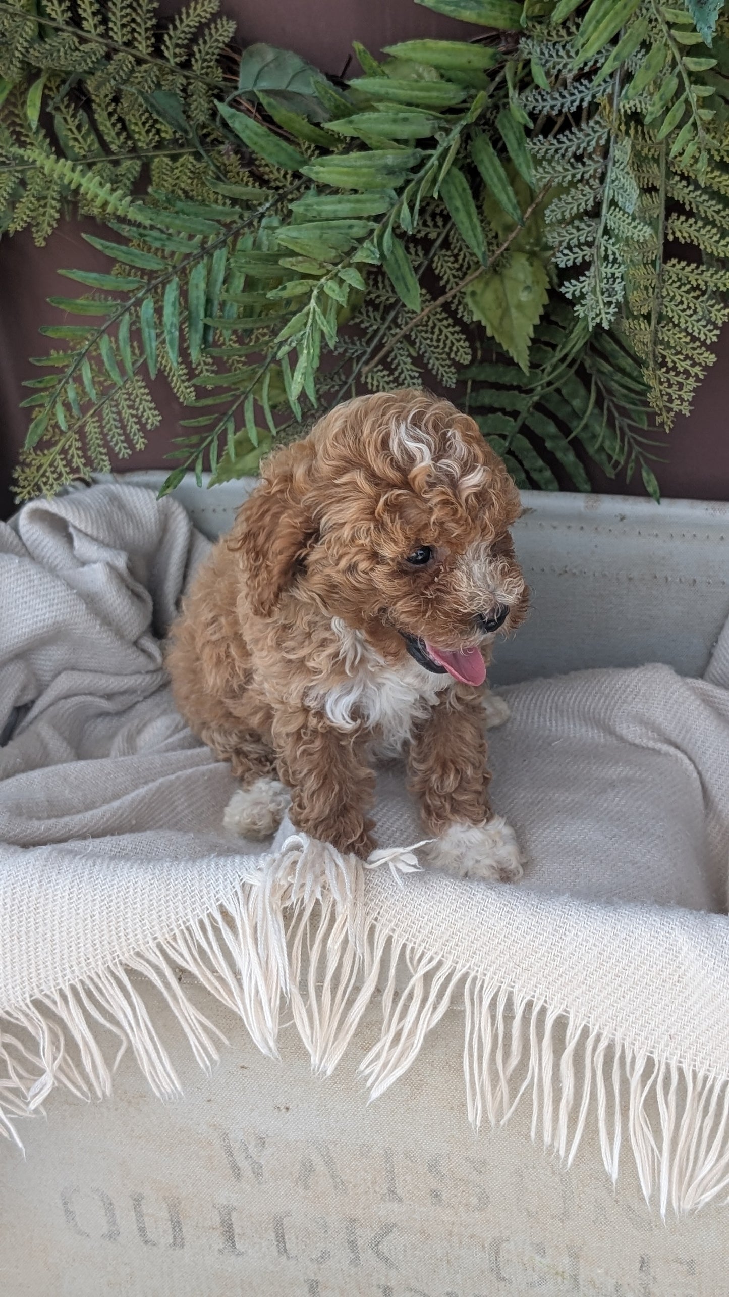 COCKAPOO (MAY 22) FEMALES