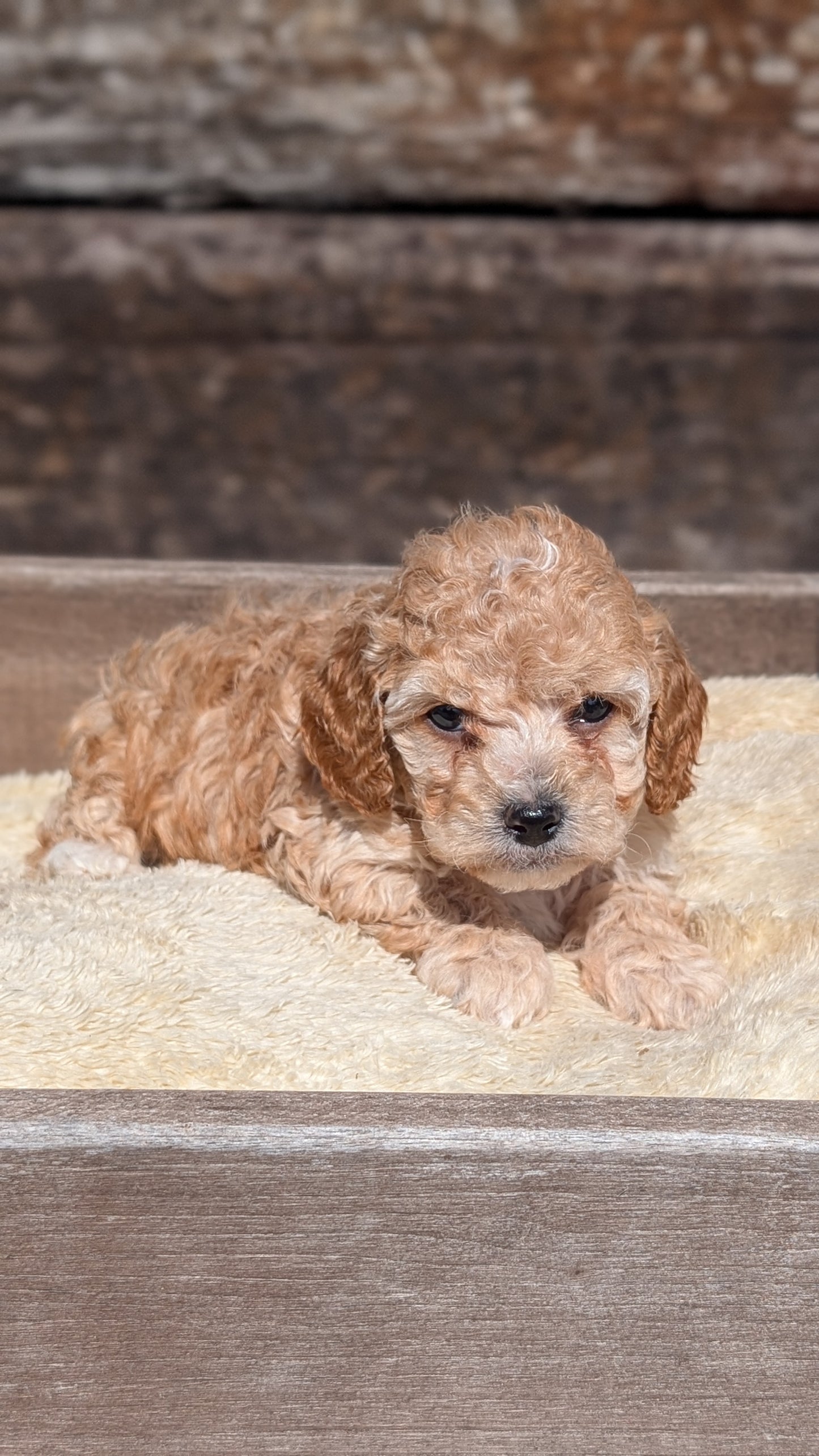 COCKAPOO (MAY 13) MALES
