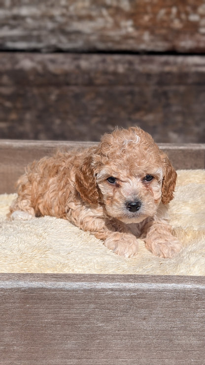 COCKAPOO (MAY 13) MALES