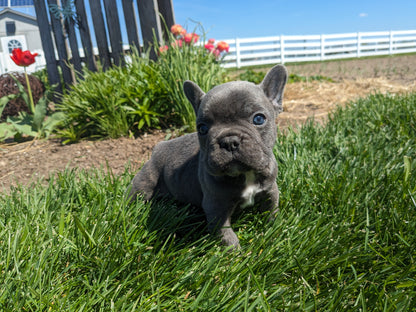 FRENCH BULLDOG (03/15) MALE