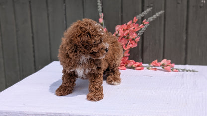 MINI POODLE (JUN 05) FEMALE