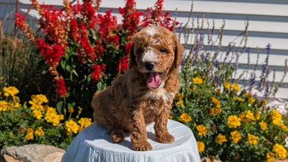 MINI GOLDENDOODLE (08/15) MALE