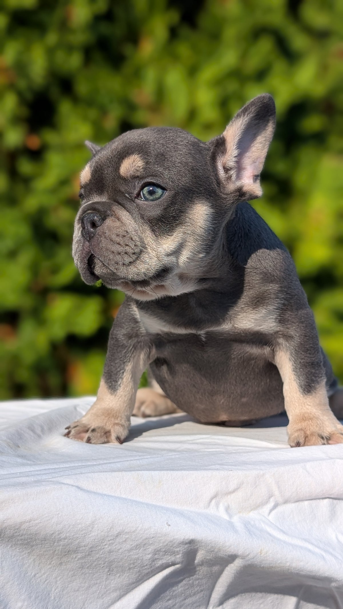 FRENCH BULLDOG (AUG 22) 3 MALES/1 FEMALE