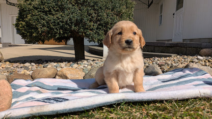 GOLDEN RETRIEVER (02/01) FEMALE