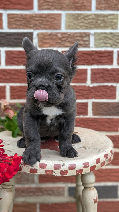 FRENCH BULLDOG (MAR 09) FEMALES