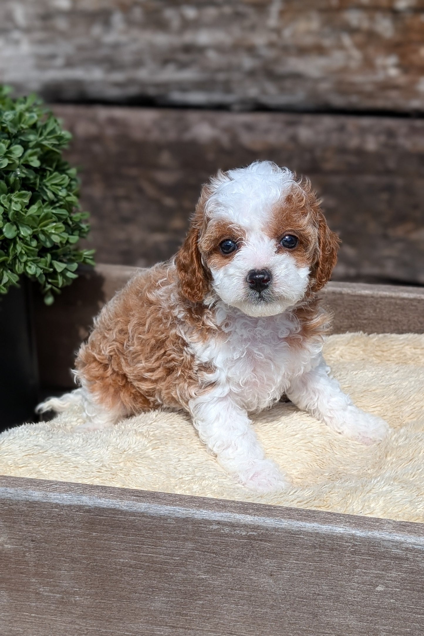 CAVAPOO (MAY 12) FEMALES