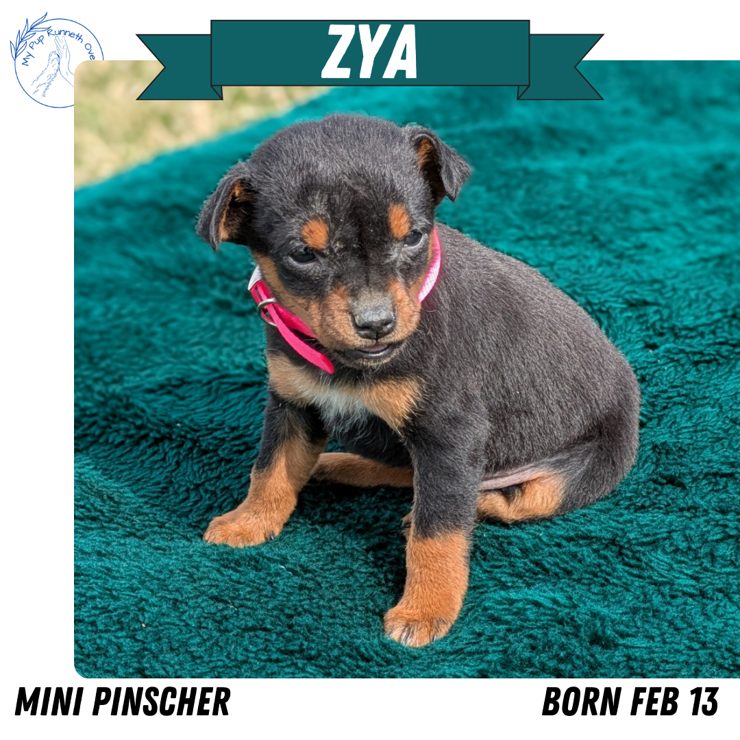MINI PINSCHER (02/13) FEMALE