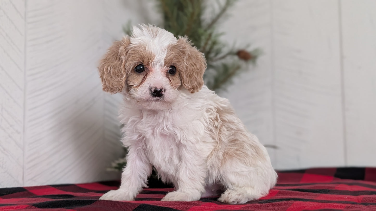 CAVAPOO (OCT 27) MALE