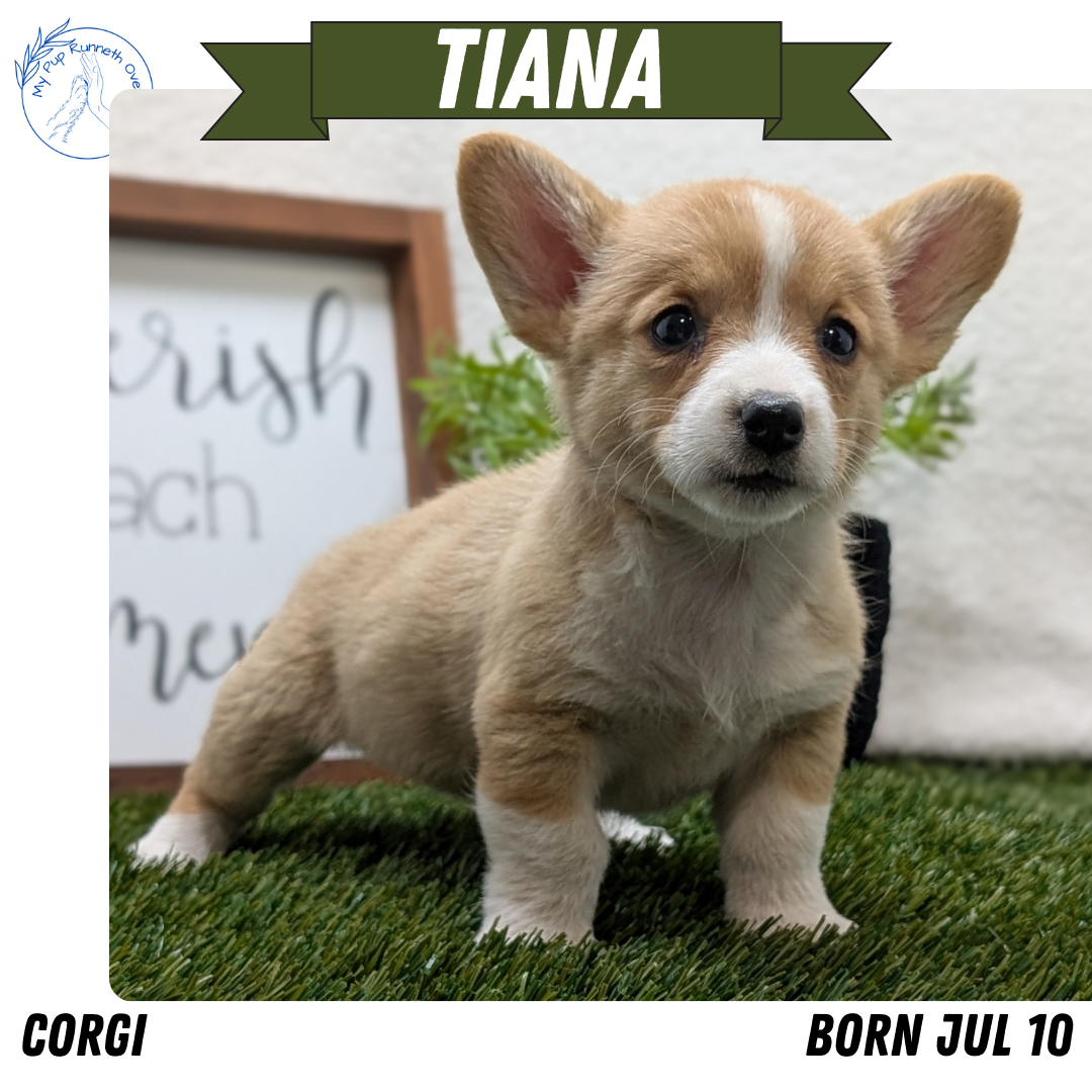 CORGI (07/10) FEMALE